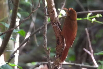 Birds of the Mayan World 3