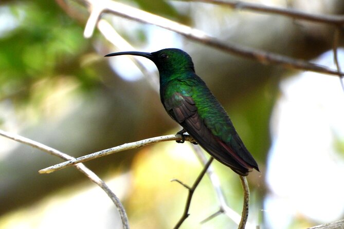 Birds of the Mayan World 3 - Guide Jose and the value of a private group