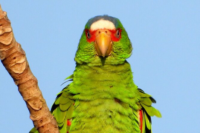 Birds of the Mayan World 3 - Physical effort, weather, and what to bring
