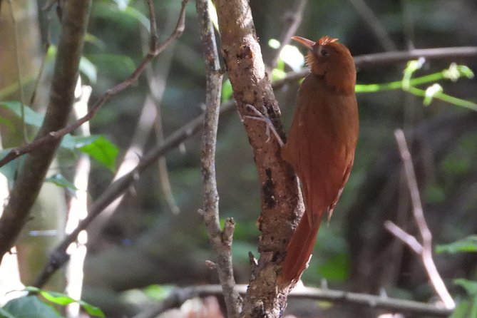 Birds of the Mayan World 3 - Tulum, seen through birds and habitat