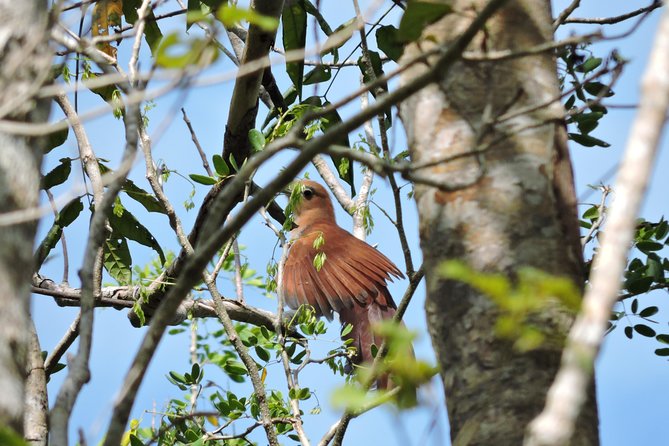 Birdwatching Cancun - Why This Is A Good Break From Cancun’s Hotel Zone
