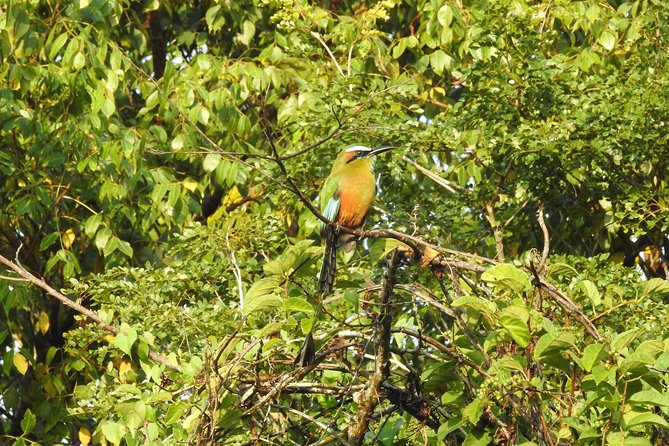 Birdwatching Cancun - The Birds You Might See