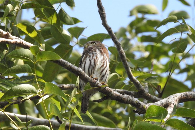 Birdwatching Cancun - Carlos And Lugo Make The Difference