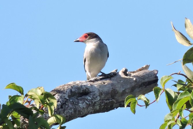 Birdwatching Cancun - Is $165 A Fair Price?