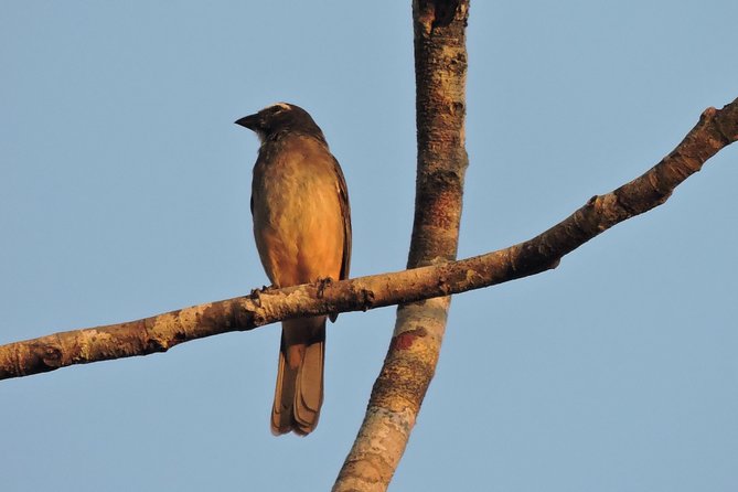 Birdwatching Cancun - Who Will Enjoy This Most?