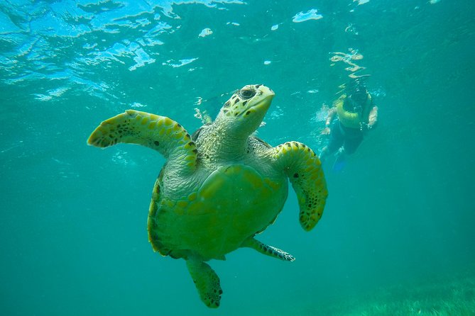 Cancun Adventure: Reef Snorkeling & Parasailing Experience - What the $135 price really covers