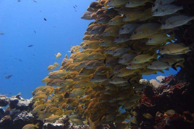 Cancun: Dive Underwater Museum & Manchones Reef - The boat ride toward Isla Mujeres