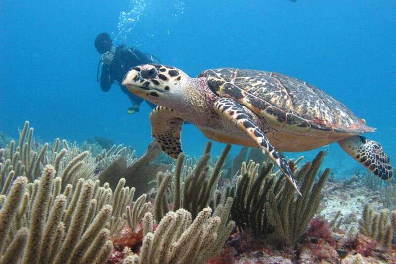 Cancun: Dive Underwater Museum & Manchones Reef - What the personal service adds