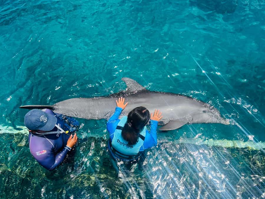CANCUN: Dolphin Swim Adventure with buffet and soft drinks - Is $109 a fair price?
