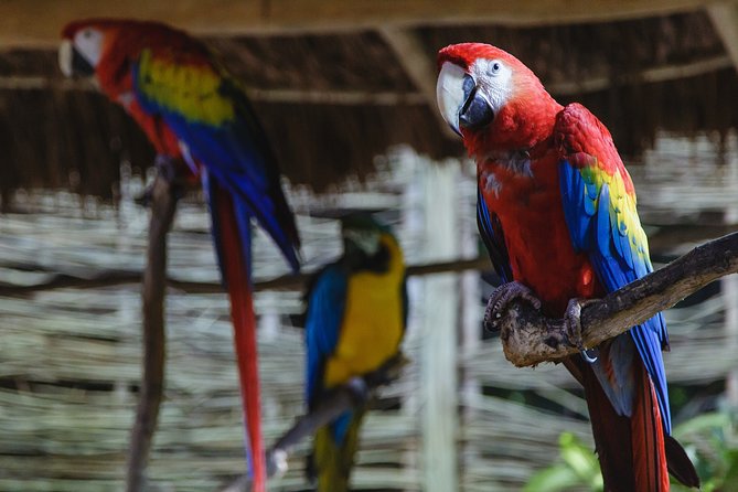 Cancun Extreme Zipline Canopy Tour - Group size and the pace of the day