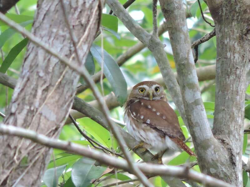 Cancún: Guided Birdwatching Hike - Key points at a glance