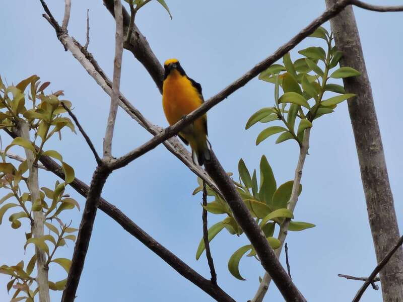 Cancún: Guided Birdwatching Hike - Booking details worth checking before you go