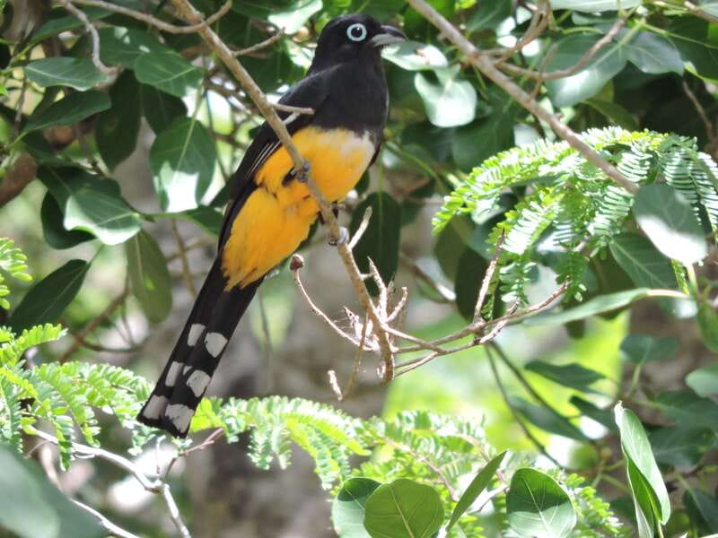 Cancún: Guided Birdwatching Hike - Following the Ruta de los Cenotes trail