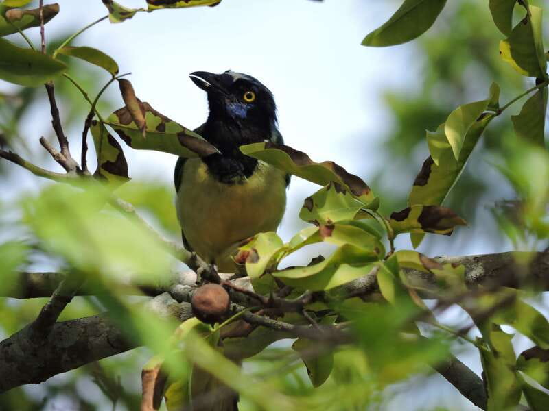 Cancún: Guided Birdwatching Hike - What you may see in three hours of birdwatching