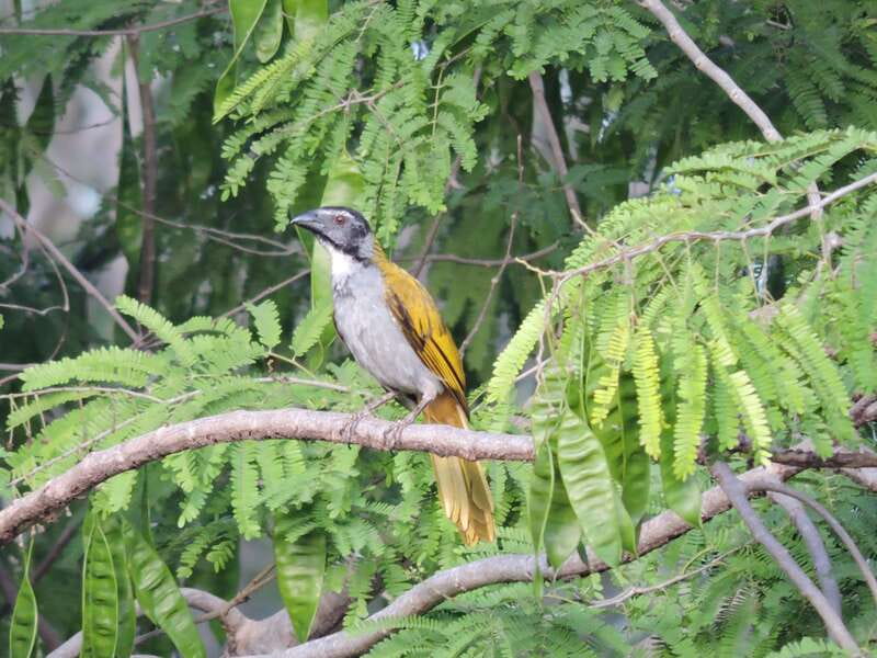 Cancún: Guided Birdwatching Hike - Coffee, fruit, and a useful midmorning pause