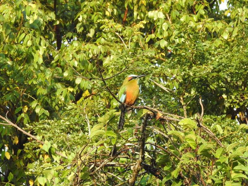 Cancún: Guided Birdwatching Hike - Why the small group matters
