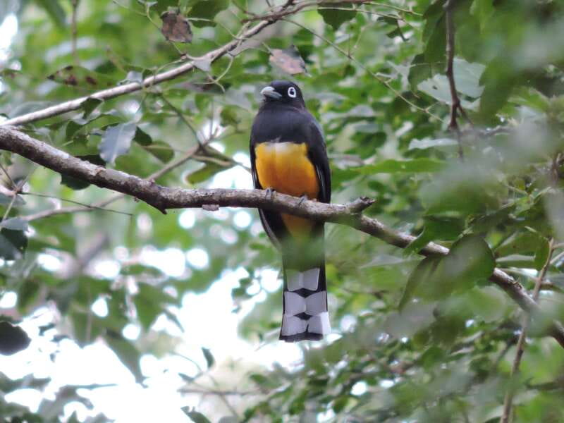 Cancún: Guided Birdwatching Hike - Who should book this morning?