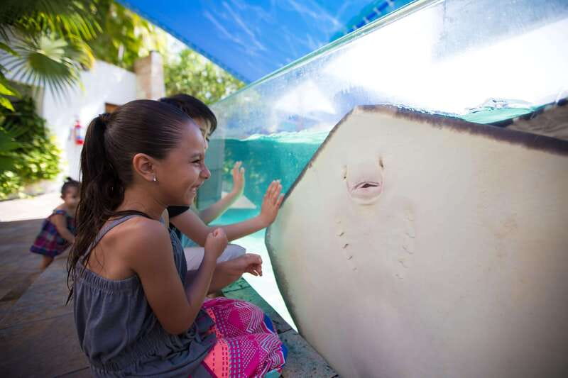 Cancún Interactive Aquarium Admission + Dolphin Presentation - Seeing Cancún’s marine life without getting wet