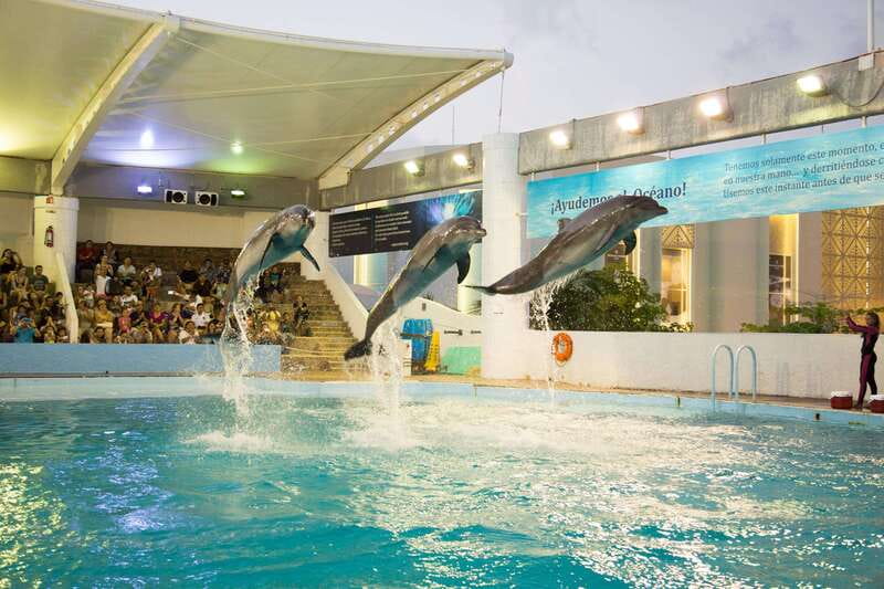 Cancún Interactive Aquarium Admission + Dolphin Presentation - Touch tanks with rays, starfish, and sea urchins