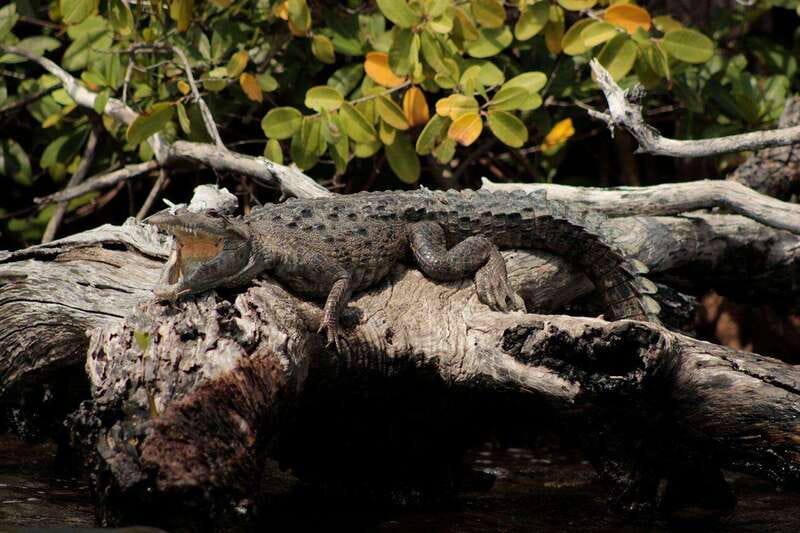 Cancun: Jungle Tour Adventure with Speedboat and Snorkeling - What the $50 Price Really Covers