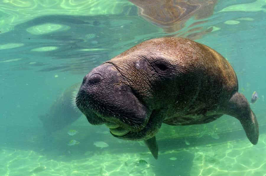 Cancún: Manatee Encounter on Isla Mujeres with Buffet Lunch - Meeting the manatees on Isla Mujeres
