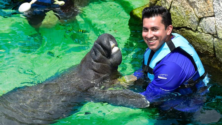 Cancún: Manatee Encounter on Isla Mujeres with Buffet Lunch - A short, hands-on session with a calm animal