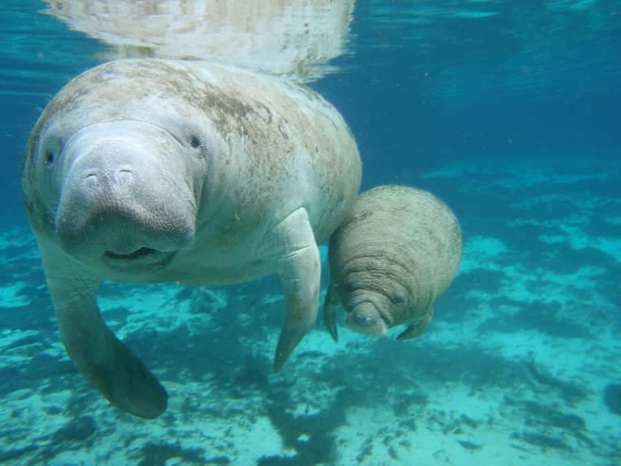 Cancún: Manatee Encounter on Isla Mujeres with Buffet Lunch - Who should choose this Isla Mujeres day