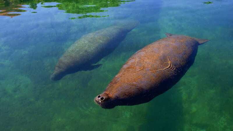 Cancún: Manatee Encounter on Isla Mujeres with Buffet Lunch - How to make the most of the day