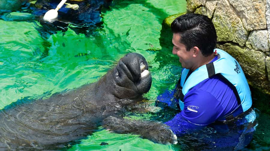 Cancún: Manatee Encounter on Isla Mujeres with Buffet Lunch - The 9:00 AM ferry from Playa Langosta