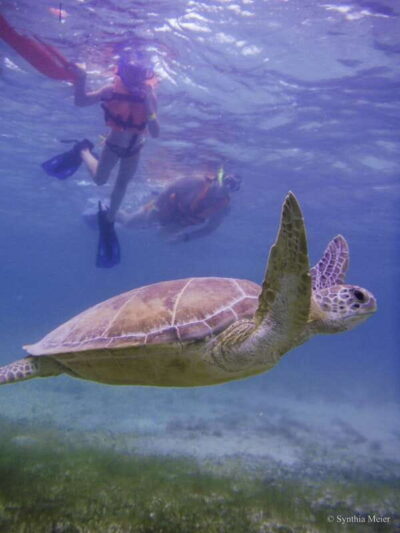 Marine Turtle Observation in Akumal