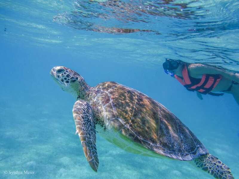 Cancun: Marine Turtle Observation in Akumal - What the five-hour schedule really feels like