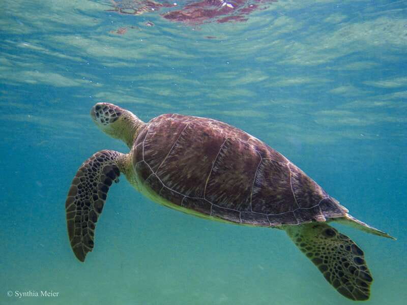 Cancun: Marine Turtle Observation in Akumal - Is $135 a fair price?