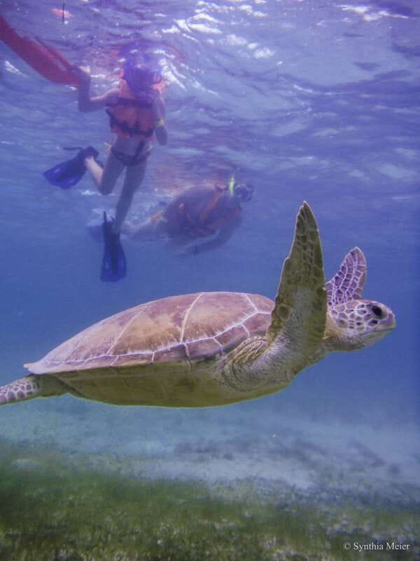 Cancun: Marine Turtle Observation in Akumal - Guides who make the water easier