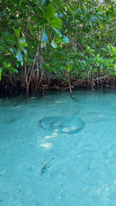 Cancún: Morning or Sunset Kayak Adventure in Nichupte Lagoon - The final 30 minutes back on the lagoon