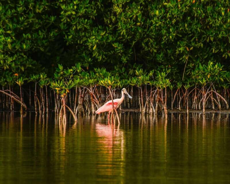 Cancún: Morning or Sunset Kayak Adventure in Nichupte Lagoon - What the $50 price includes