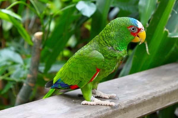 Cancun: Private Birdwatching Tour - Key points to know before booking