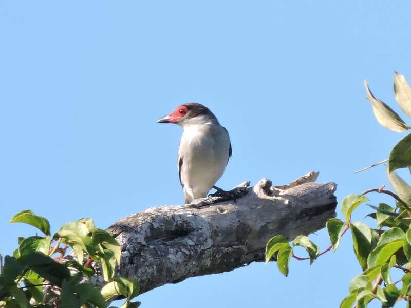 Cancun: Private Birdwatching Tour - Cancellation and language details