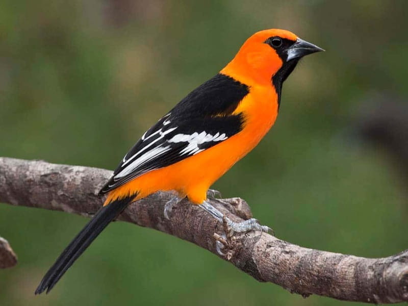 Cancun: Private Birdwatching Tour - Why the pre-dawn start matters near Cancun