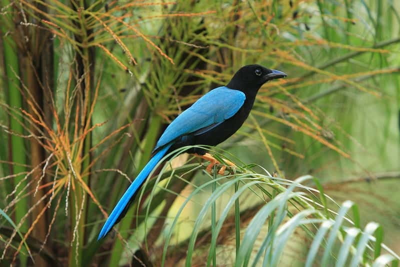 Cancun: Private Birdwatching Tour - The birds you might find