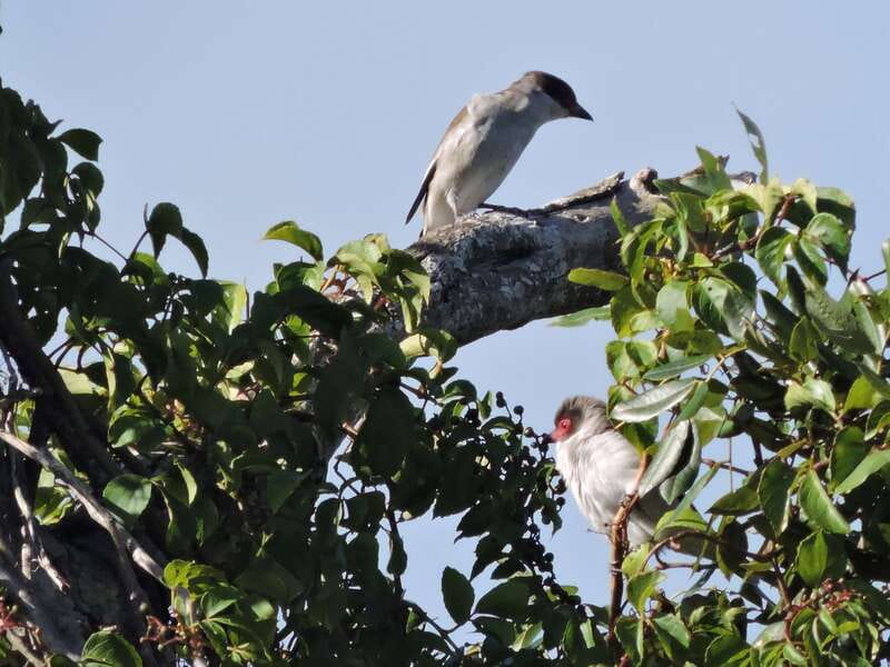 Cancun: Private Birdwatching Tour - What Carlos adds to the morning