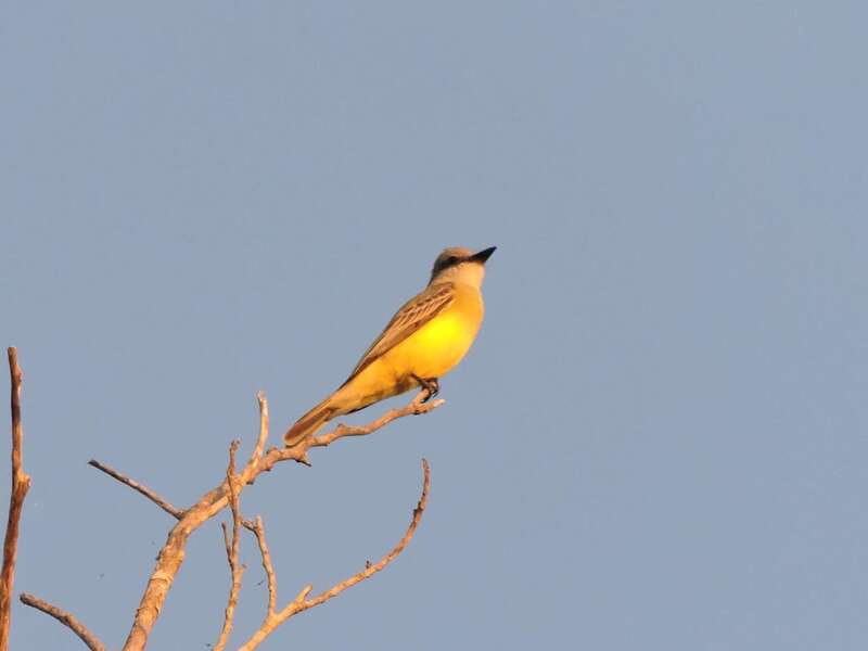 Cancun: Private Birdwatching Tour - Is $555 good value for a private group?