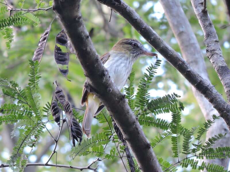 Cancun: Private Birdwatching Tour - Practical preparation for a better birding morning