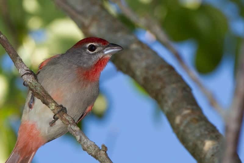 Cancun: Private Birdwatching Tour - Walking the Ruta de los Cenotes Biosphere Reserve