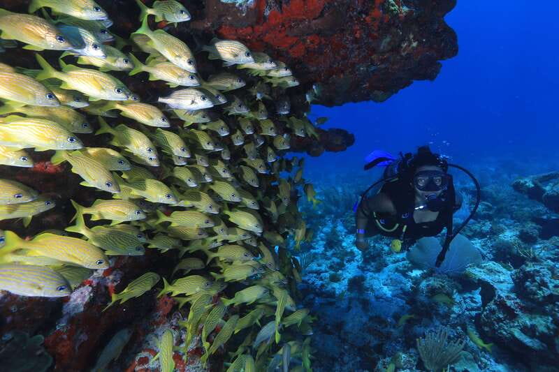 Cancun: Scuba Diving for Beginners, 2 Dives - What the $167 price really covers