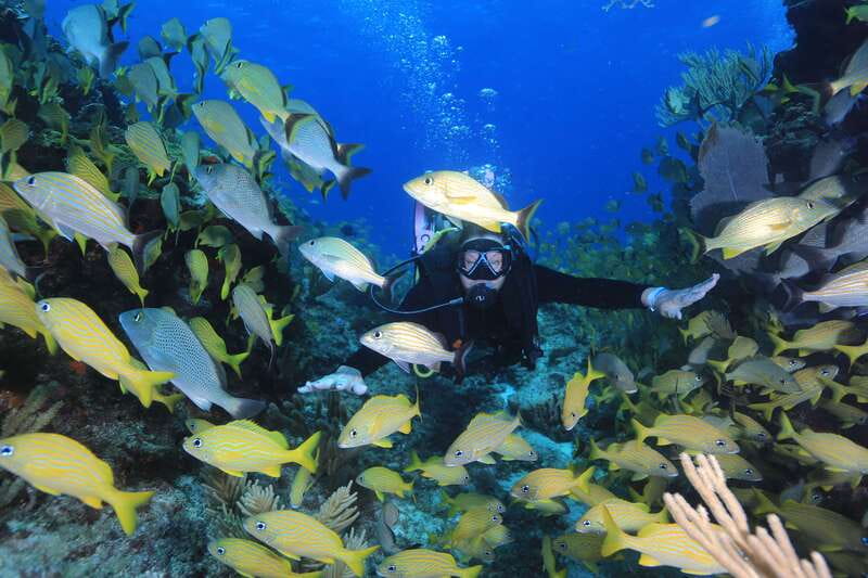 Cancun: Scuba Diving for Certified Divers, 3 options to dive - Choosing between three very different Cancun outings