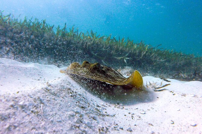 Cancun Snorkeling Adventure: Underwater Museum, Reef & Shipwreck - El Meco reef, turtles, and rays