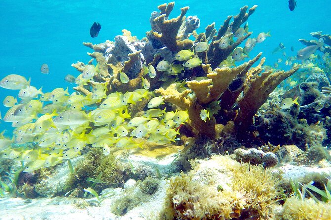 Cancun Snorkeling Adventure: Underwater Museum, Reef & Shipwreck - Why the guides matter more than the boat