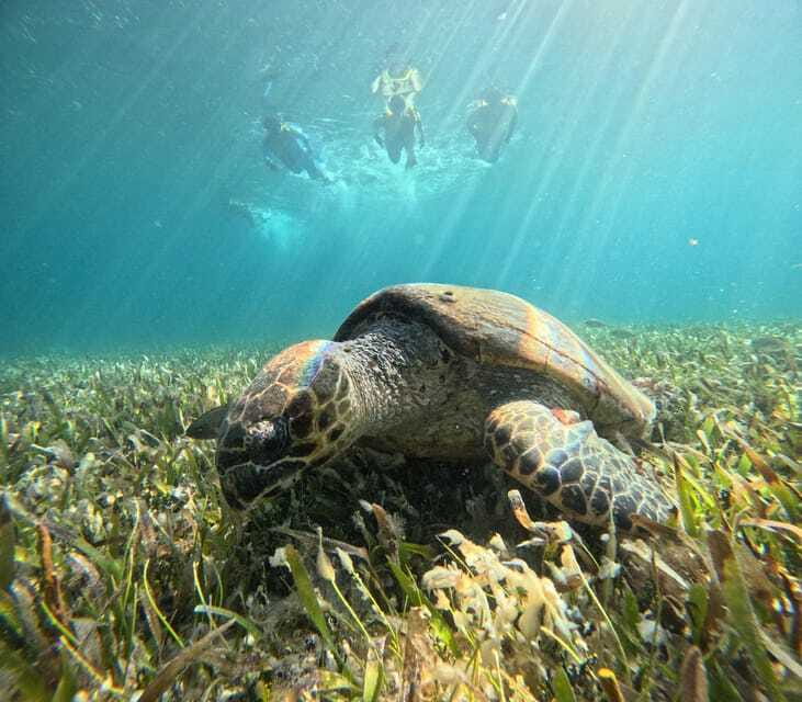 Cancun: Snorkeling Boat Tour with Gear - Finding Cancun’s sea turtles