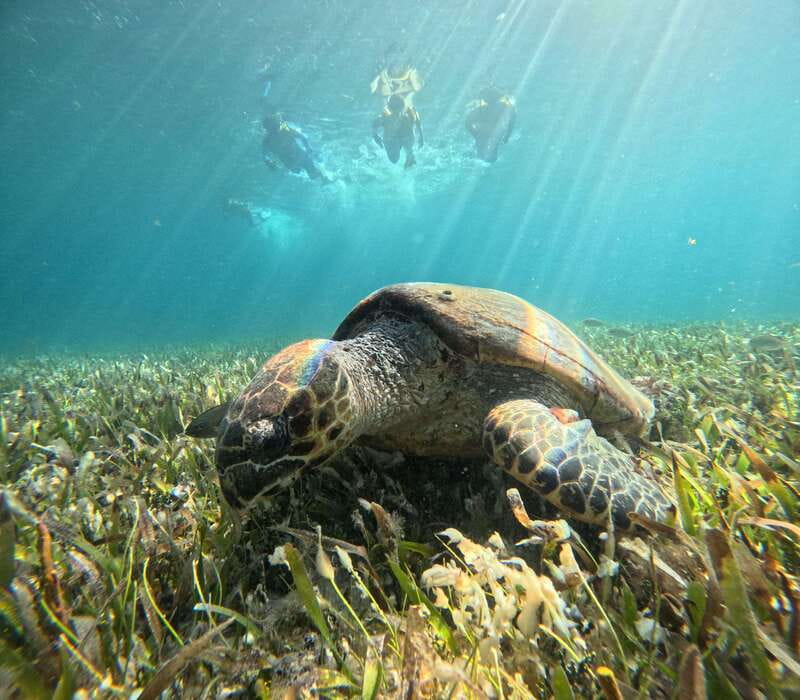 Cancun: Snorkeling Boat Tour with Gear - El Meco reef: the easiest place to get comfortable