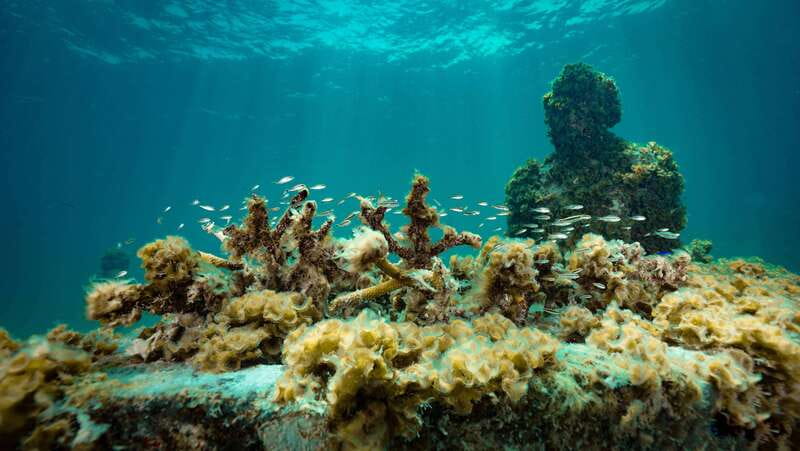 Cancun: Snorkeling Tour at MUSA The Underwater Museum - Who should book this snorkeling tour?